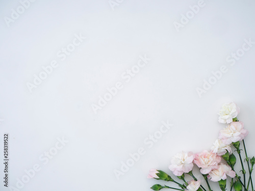 carnations flowers on a white background