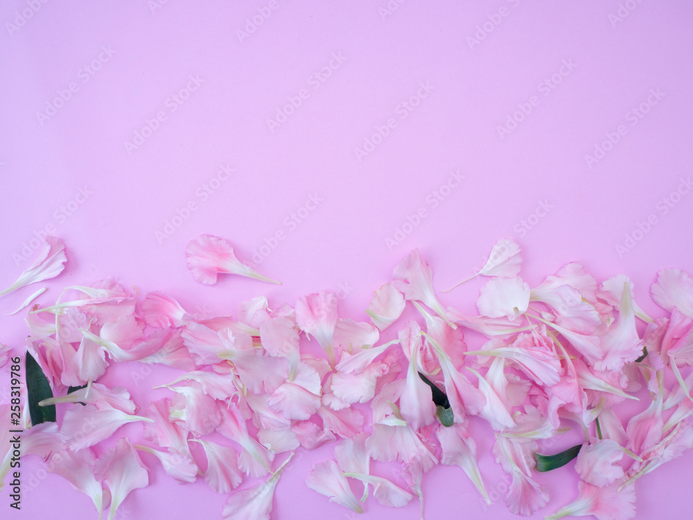 Obraz premium Mother's day greeting card, Beautiful pink carnation