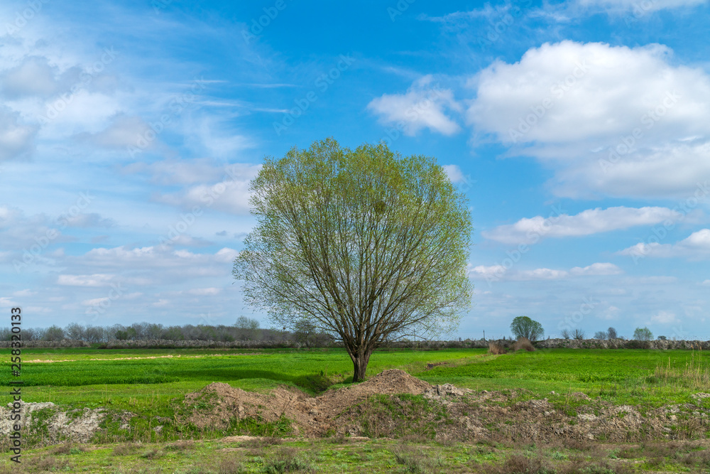 Lonely tree on a farm field in spring time Lonely tree on a farm field in spring time