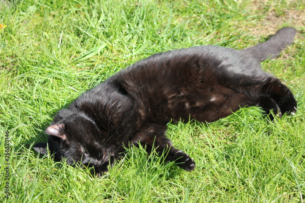 Black cat laying on the grass Black cat laying on the grass