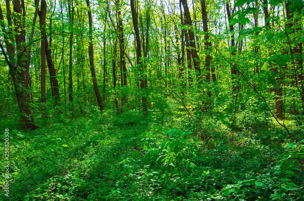 Forest trees. Nature green wood sunlight backgrounds Forest trees. Nature green wood sunlight backgrounds