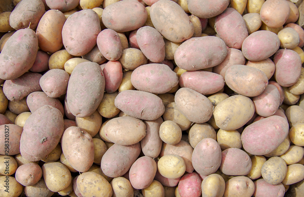harvesting potatoes on an agricultural field harvesting potatoes on an agricultural field