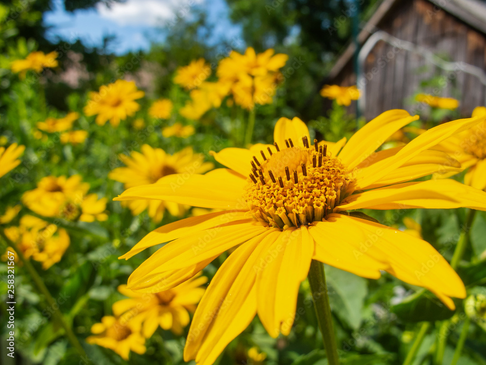 Fototapeta premium beautiful yellow flowers, close up