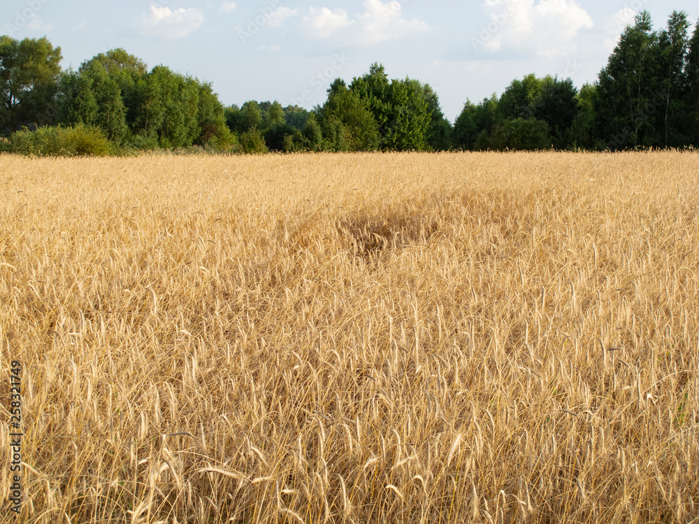 field covered with wheat, a beautiful summer landscape field covered with wheat, a beautiful summer landscape