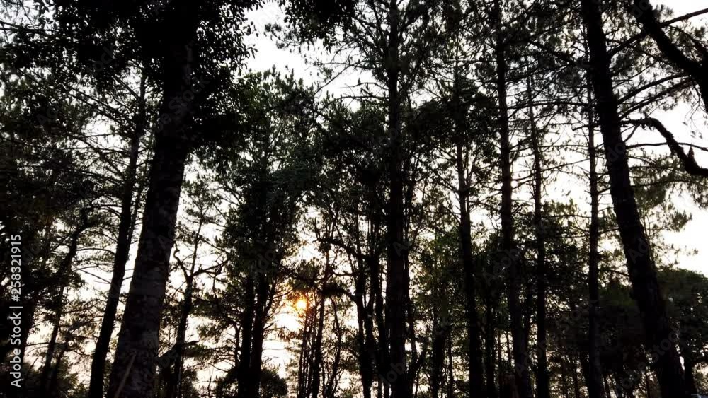 4K Video Low angle panning shot of of sunset glimmering light peeking through silhouette moving pine trees in forest. Soft wind blowing through pine tree branch and leaves in twilight. 4K Video Low angle panning shot of of sunset glimmering light peeking through silhouette moving pine trees in forest. Soft wind blowing through pine tree branch and leaves in twilight.