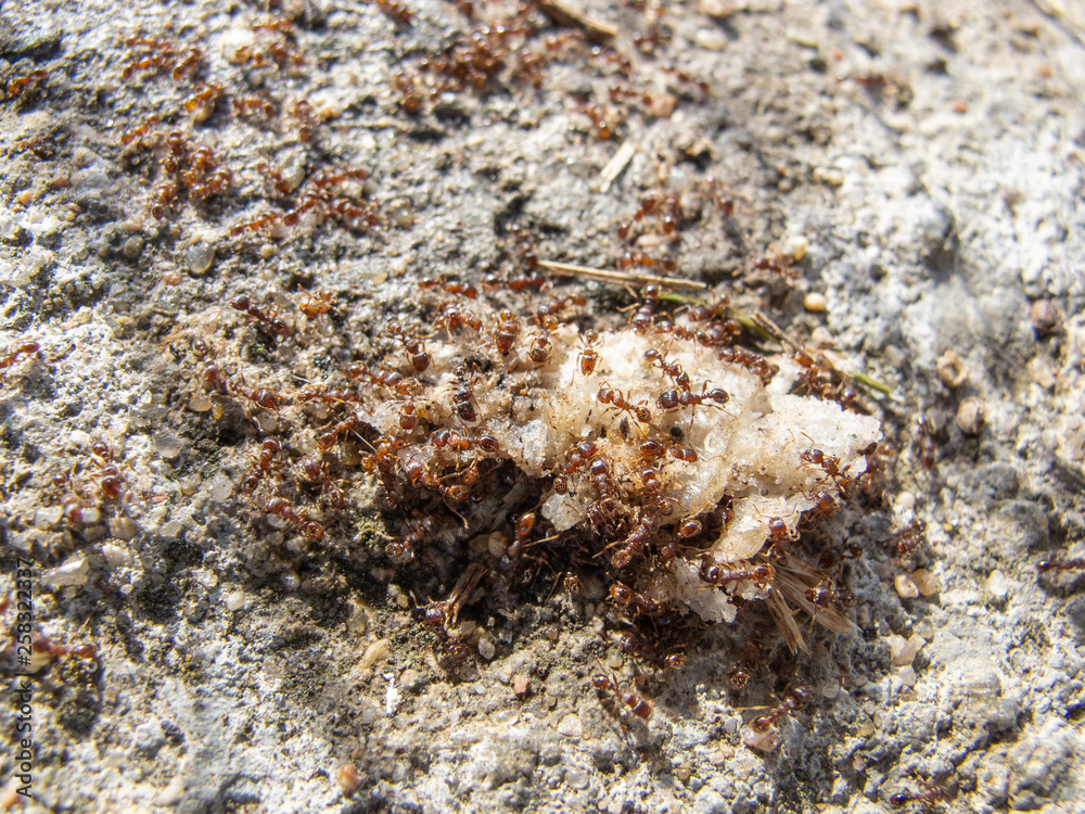 flock of ants eats food flock of ants eats food