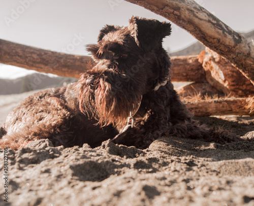 Beach Dog photo