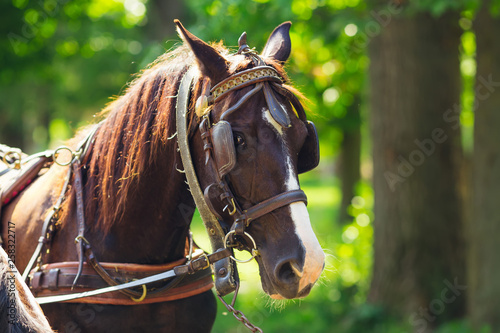 Portrait of amazing brown horse with bridle in the park