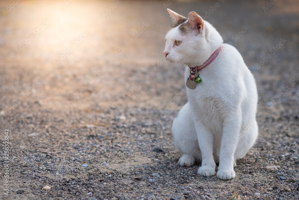 Fototapeta premium closeup white cat sitting and looking in right side. Creature and copy space concept.- Image