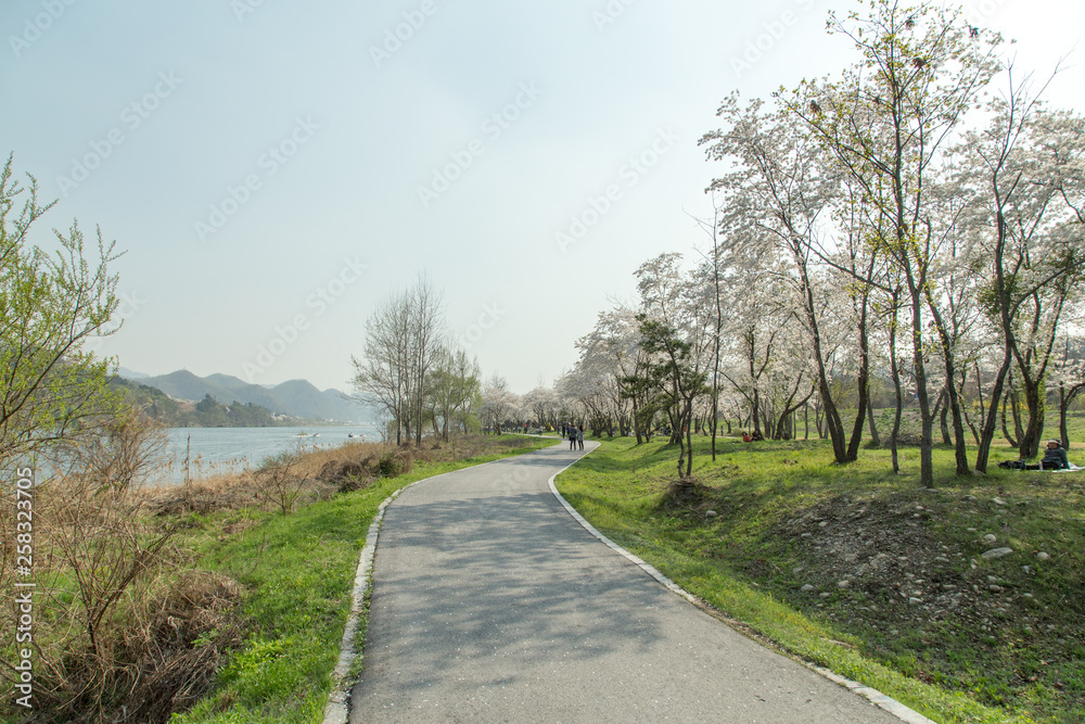 벚꽃 벚꽃