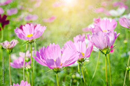 beautiful pink cosmos flower field. © gamjai