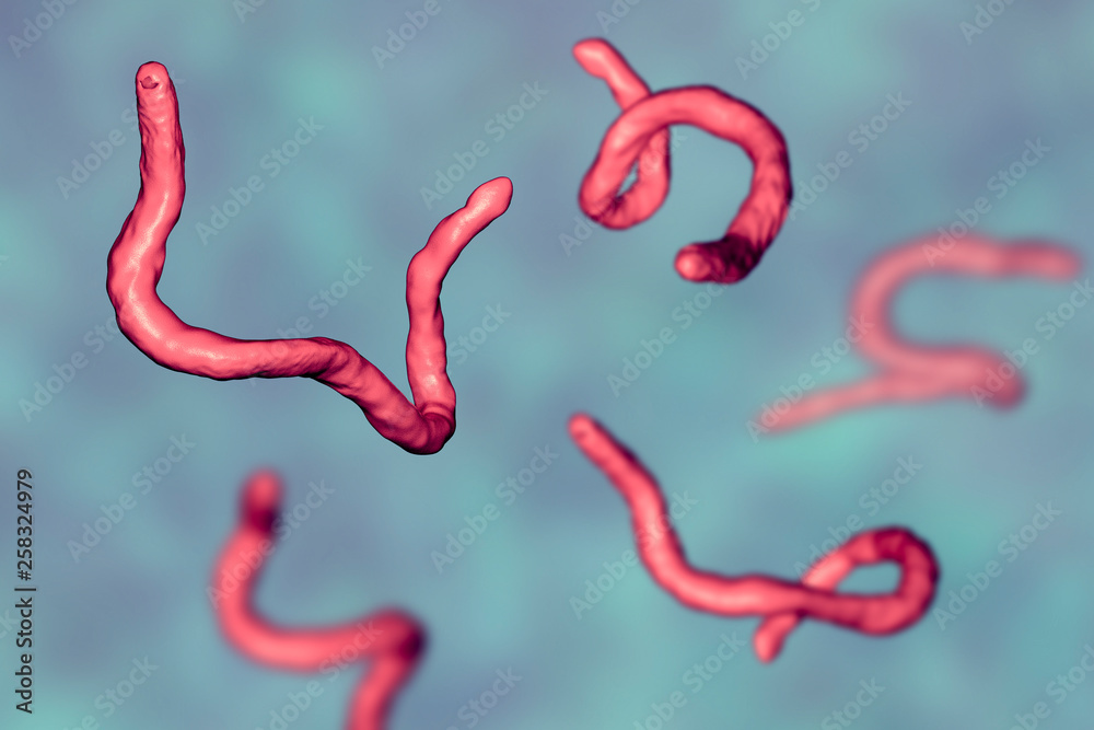 Parasitic hookworm Ancylosoma, 3D illustration. Ancylostoma duodenale