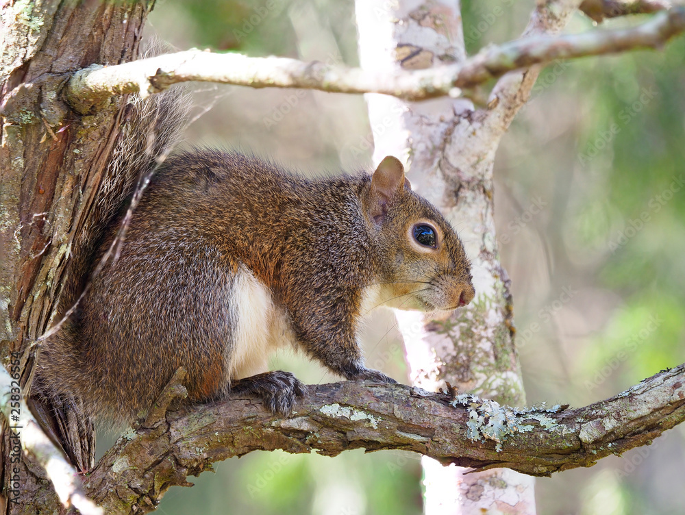 Focus Stacked Image of a Gray Squirrel in a Cedar Tree Focus Stacked Image of a Gray Squirrel in a Cedar Tree