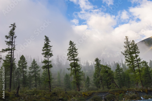 green pine forest in a dense clouds