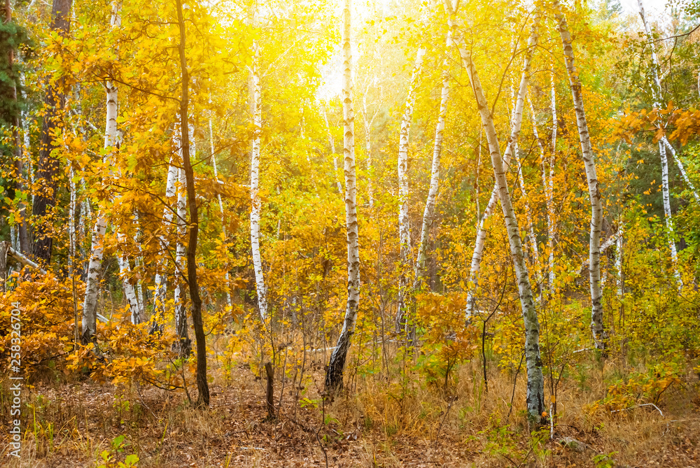 Fototapeta premium red autumn birch grove in a sunlight