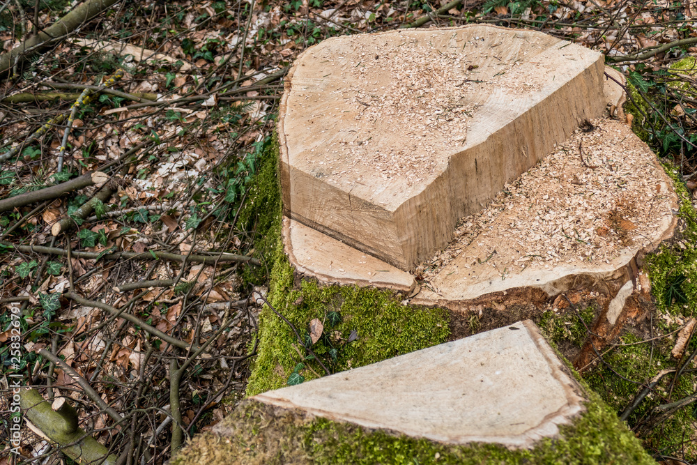 Frisch gefällter Baum Frisch gefällter Baum