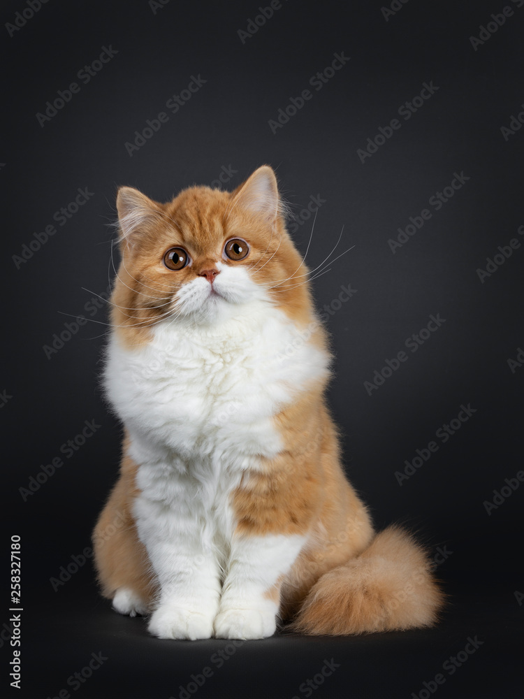 Cute fluffy red with white British Shorthair cat kitten sitting facing front. Looking above camera with big round brown orange eyes. isolated on black background. Majestic tail curled around body.