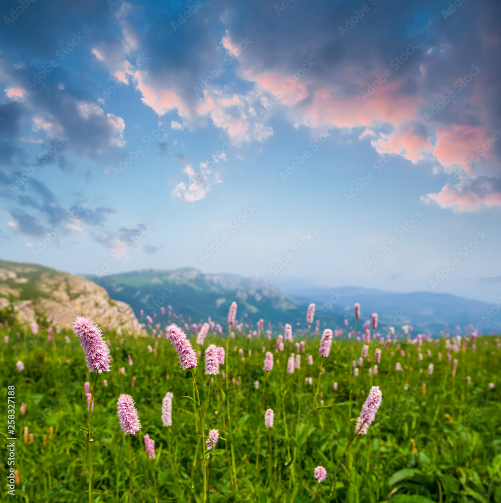 Obraz premium green mountain plateau with flowers at the evening