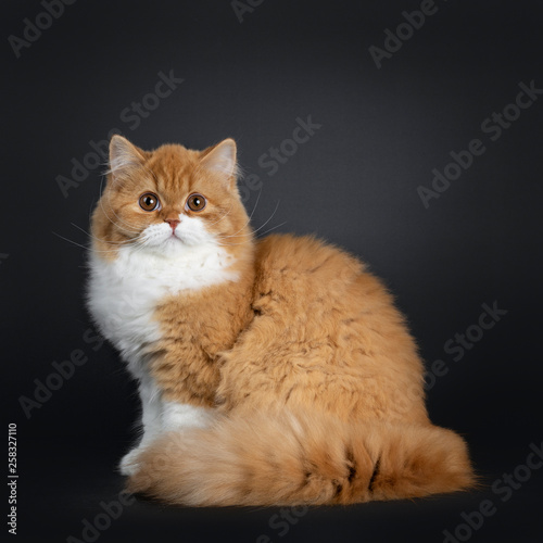 Cute fluffy red with white British Shorthair cat kitten sitting side ways. Looking at camera with big round brown orange eyes. isolated on black background. Majestic tail curled around body. © Nynke