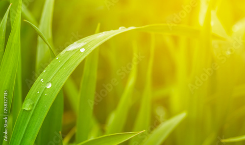 closeup green grass in a water drop after a rain