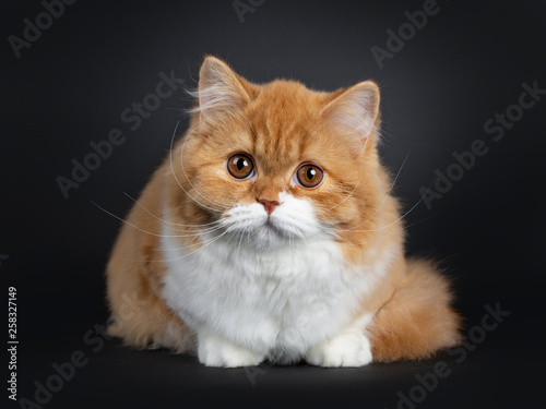 Cute fluffy red with white British Shorthair cat kitten laying down facing front. Looking at camera with big round brown orange eyes. isolated on black background. Majestic tail curled around body.
