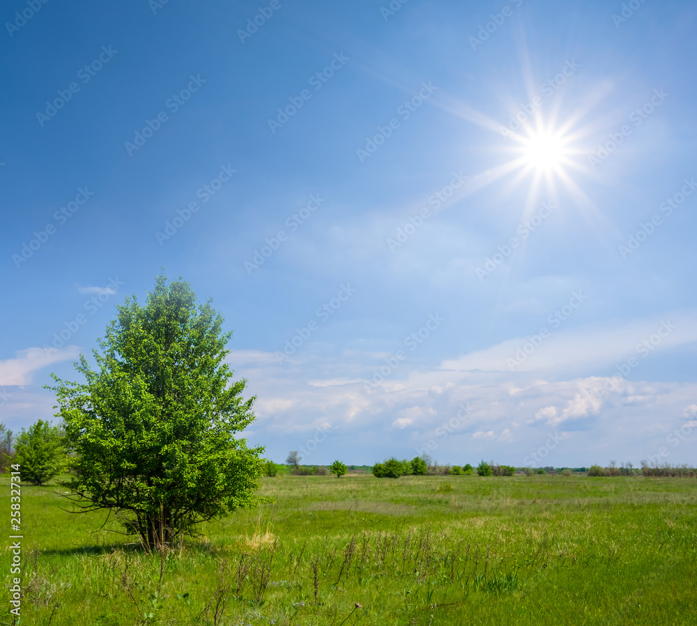 summer prairie with alone tree at the sunny day summer prairie with alone tree at the sunny day