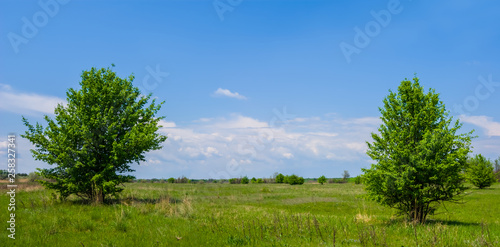 beautiful green spring prairie with pair of the rtees