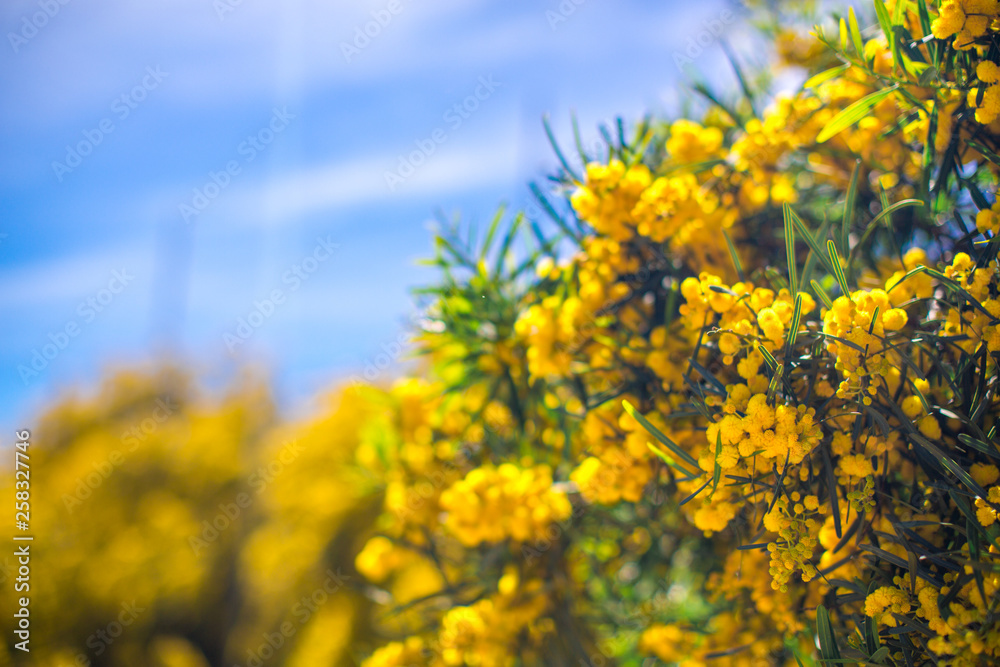 Blooming mimosa branches against the blue sky in Portugal, Algarve. Free space for text Blooming mimosa branches against the blue sky in Portugal, Algarve. Free space for text