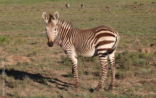 Junges Hartmanns Bergzebra Weibchen photo