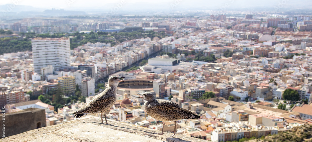 The bird sits on the parapet, behind the backdrop of the city. Insolent seagulls. Spain Alikante.