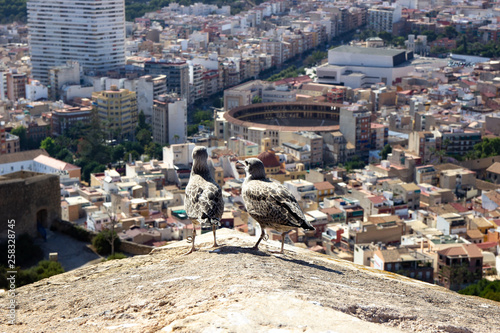 The bird sits on the parapet, behind the backdrop of the city. Insolent seagulls. Spain Alikante.