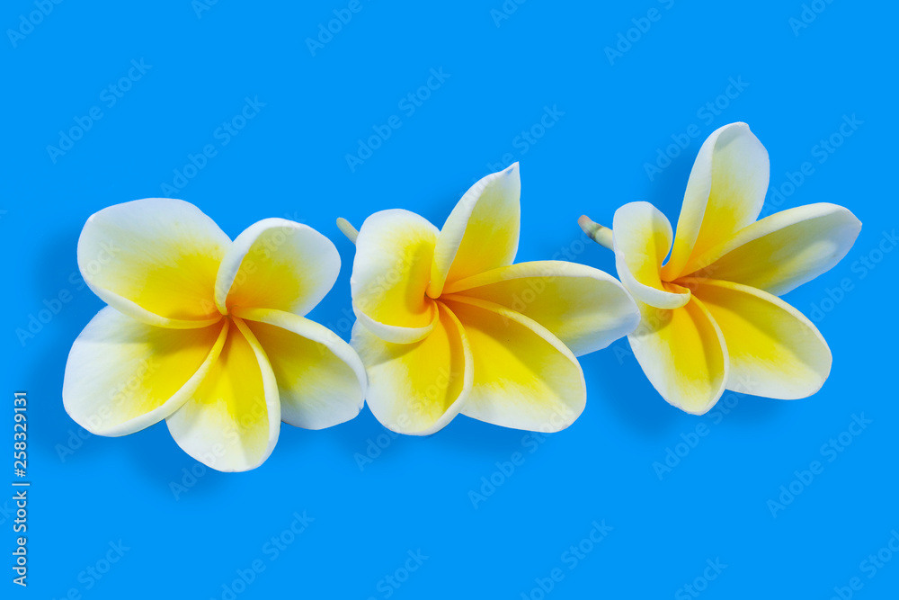 frangipani flower on blue background frangipani flower on blue background