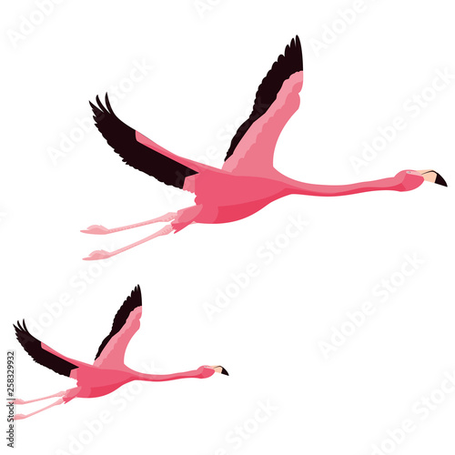 elegant flamingo birds couple flying