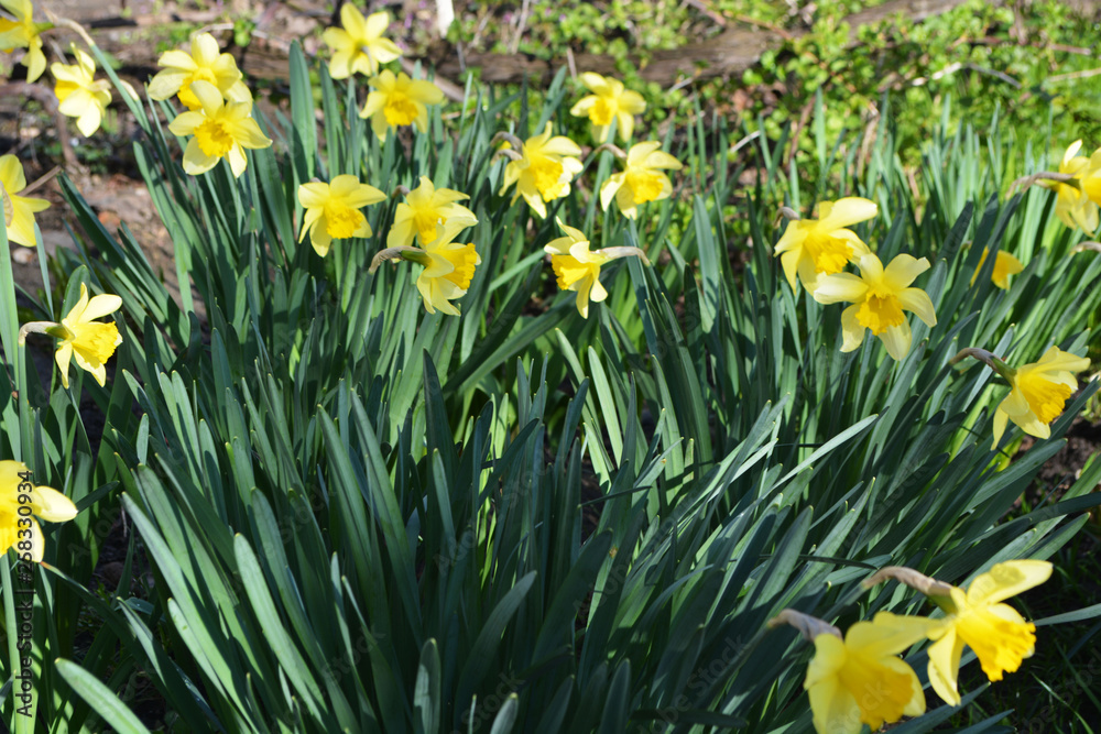 flowers spring background narcissus yellow flowers spring background narcissus yellow