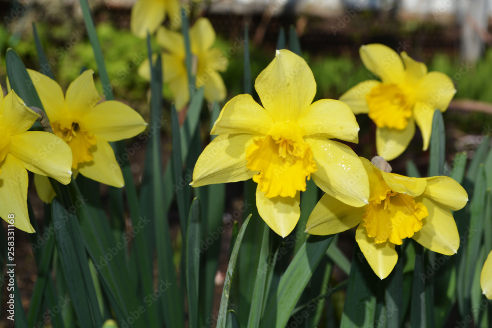 flowers spring background narcissus yellow flowers spring background narcissus yellow