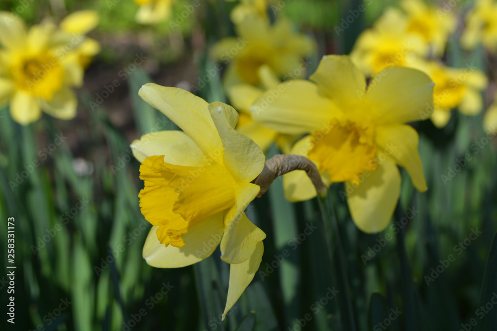 Obraz premium flowers spring background narcissus yellow