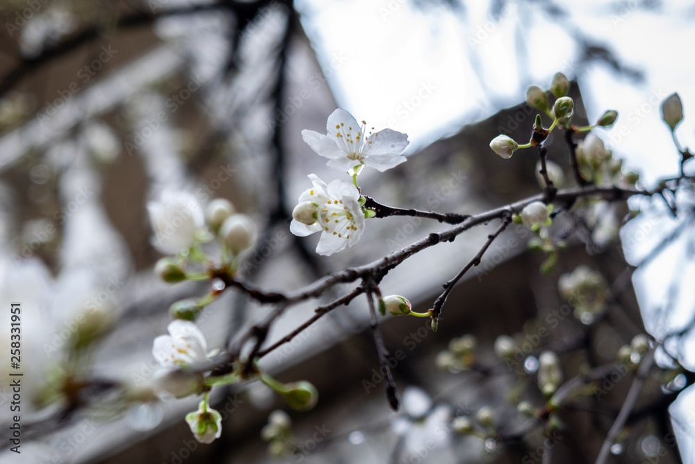 white flowers on tree white flowers on tree