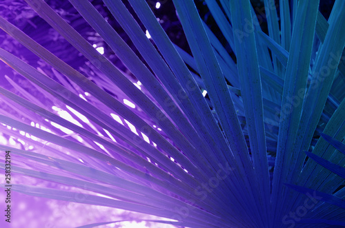 Palm leaf in purple tones.