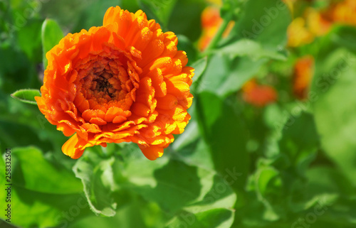 Marigold on a green background.