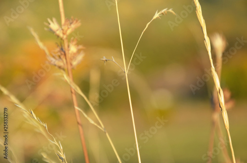 Background with a blade of grass and spikelets.