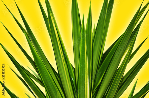 Green leaves on a yellow background.