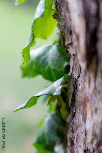 Close up of an ivy plant on a tree photo