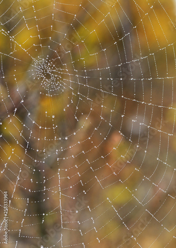 Macro Spider web with dew drops