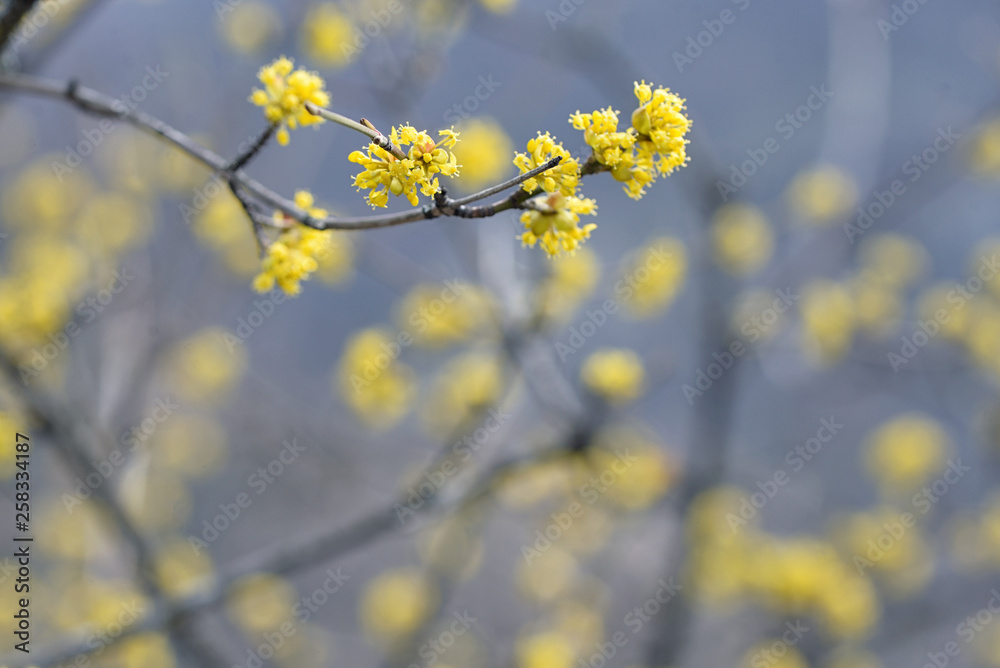 yellow spring tree in romania forest yellow spring tree in romania forest