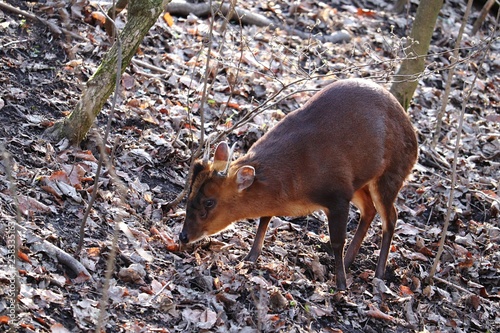 Reeve‘s muntjac  photo