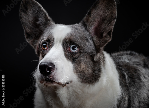 Beautiful grey corgi dog with different colored eyes closeup emotional portrait © 31etc