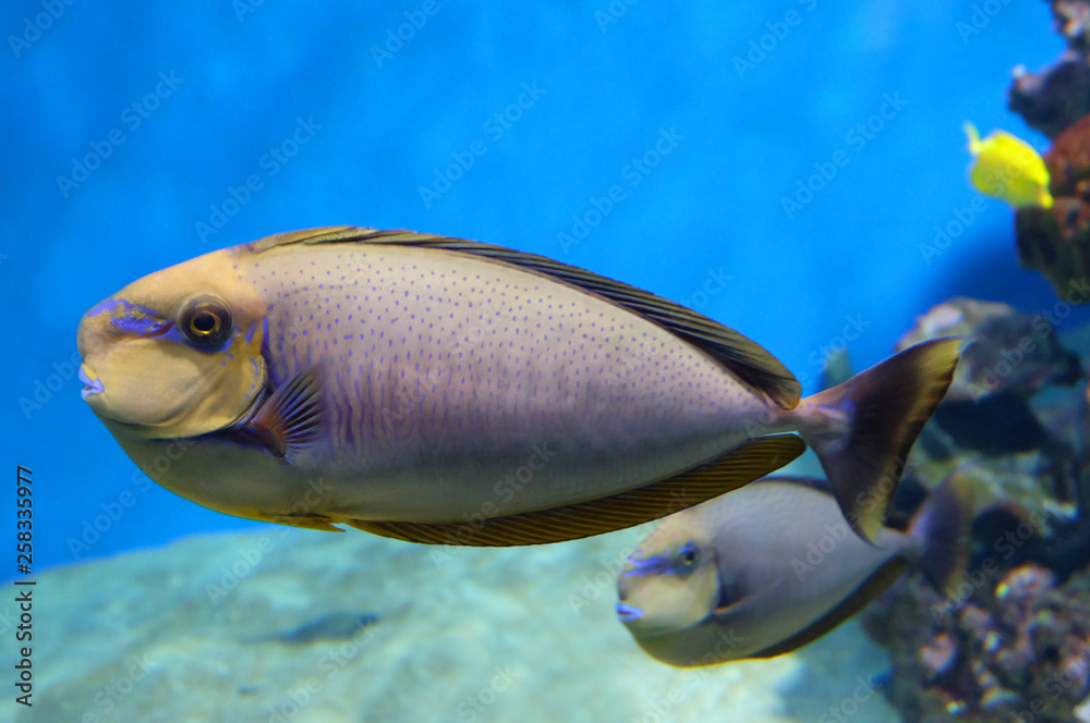 Rhino Vlamingh (Naso vlamingii, Bignose unicornfish) or fish surgeon on the seabed.