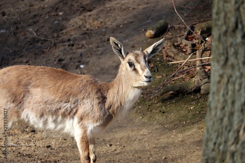 Foto Goitered Gazelle