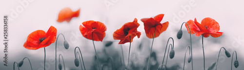 Red poppy flowers isolated on gray background.