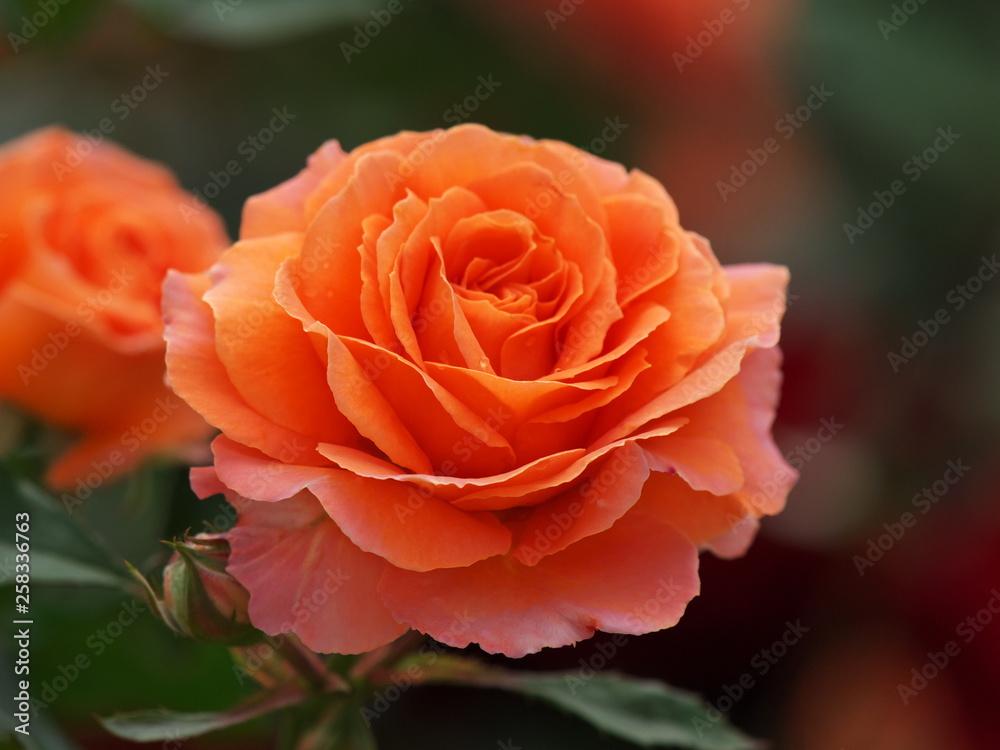 橙色の花びら 橙色の花びら